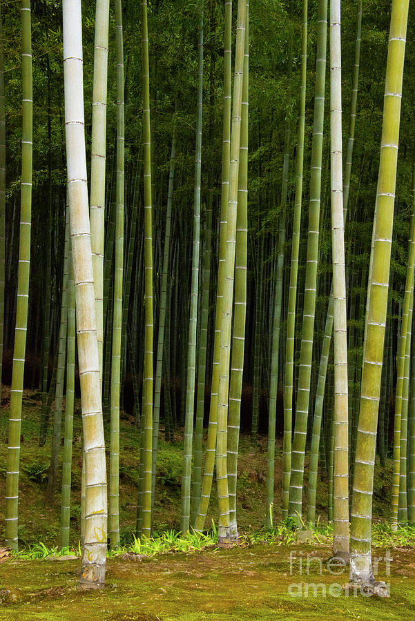 The Edge of the Bamboo Forest in Abbots Garden Photograph by Bob Phillips