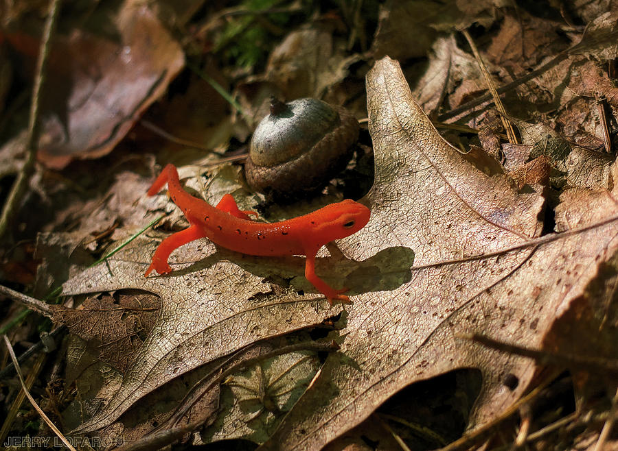 Salamander Photograph - The Efts Progress by Jerry LoFaro