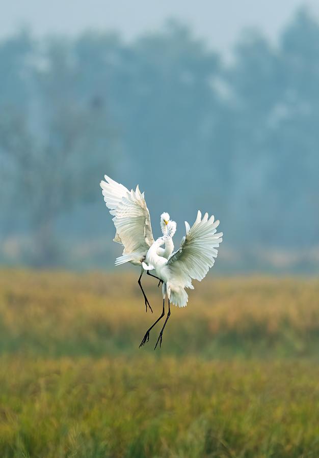 The Egret\s Dance Photograph by Satyajit Dwivedi