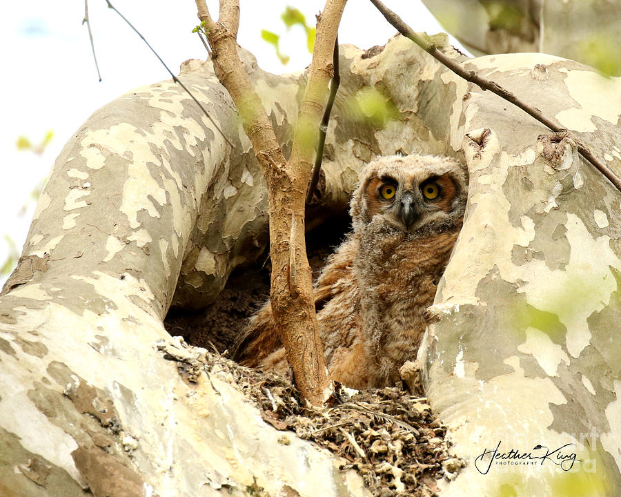 The eldest great horned owl nest 2  Photograph by Heather King
