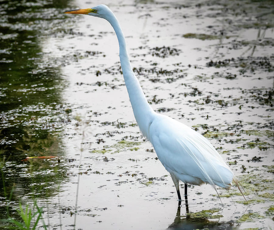 The Elegant Egret by Ricky L Jones The Elegant Egret by Ricky L Jones