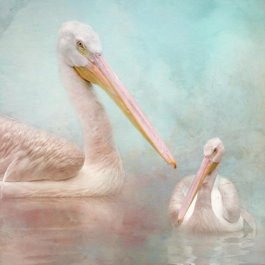 The Elegant White Pelican Photograph by Jai Johnson