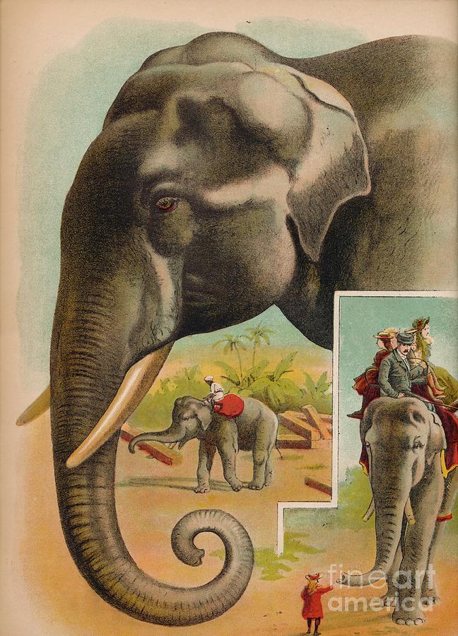The Elephant Circa 1900 Drawing by Print Collector