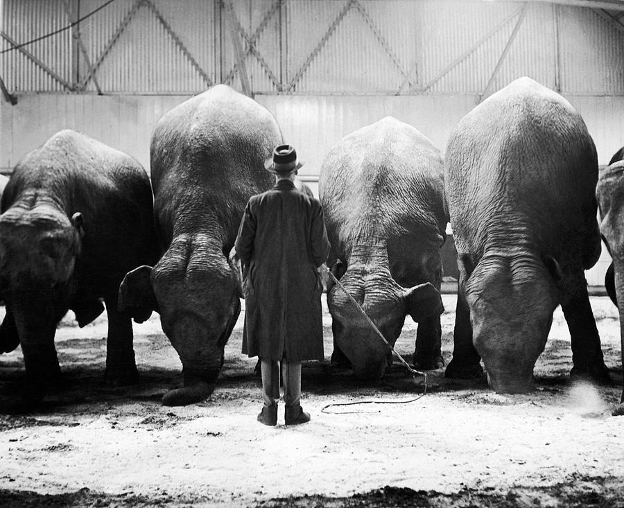 The Elephants Salute At The End Of The Photograph by Keystone-france