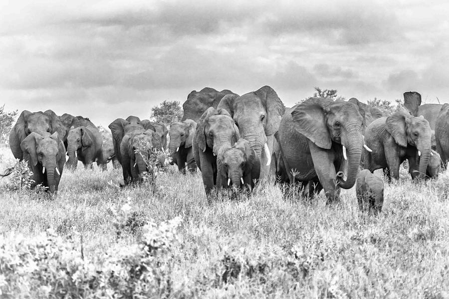 The Elephants -wildlife Iv Photograph by Regine Richter