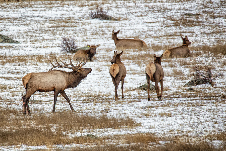 The Elk Boss Photograph by Lynn Sprowl