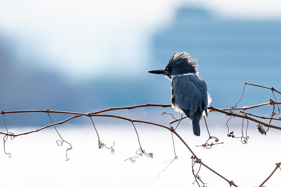 The Elusive Belted Kingfisher  Photograph by Sam Rino