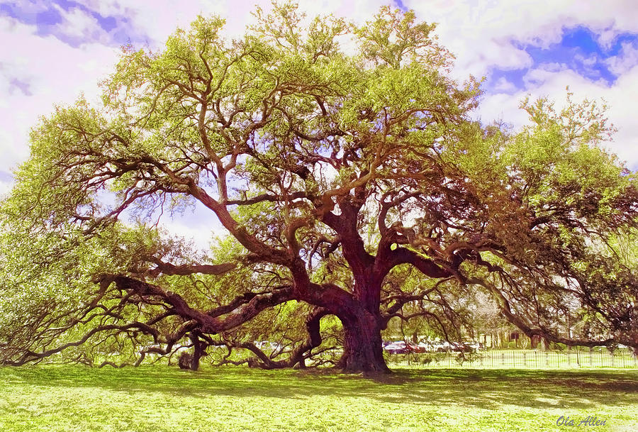 The Emancipation Oak 2 Photograph