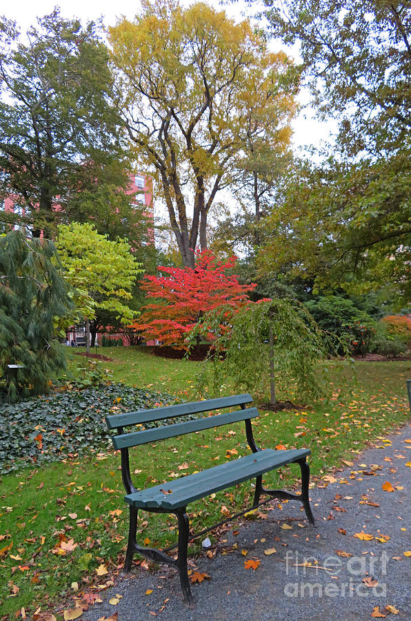 Tree Photograph - The Empty Bench by John Malone
