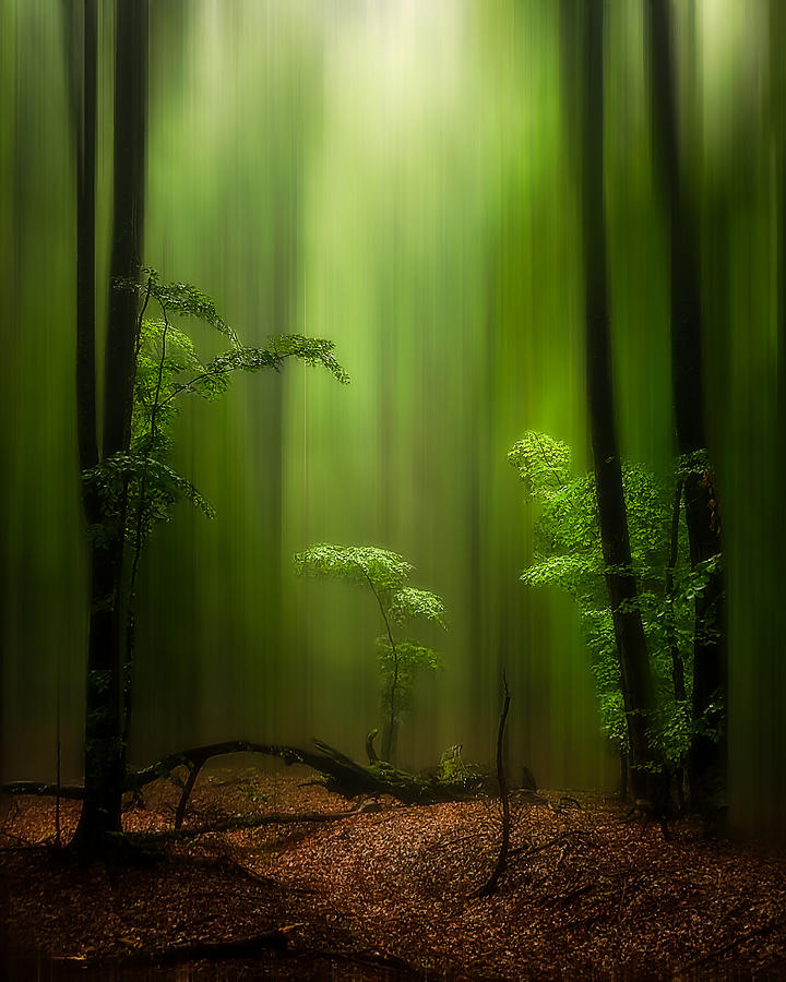 Landscape Photograph - The Enchanted Forest by Nicolae  Stefanel Rusu