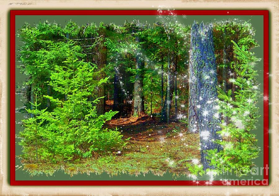 The Enchanted Forest Photograph by Shirley Moravec