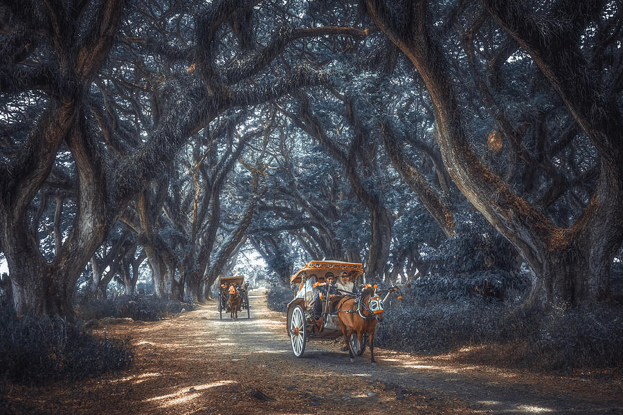 Transportation Photograph - The Enchanted Forest by ??tianqi