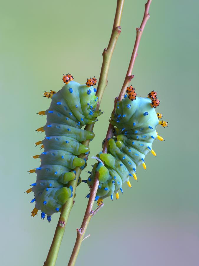 Insects Photograph - The Encounter by Jimmy Hoffman