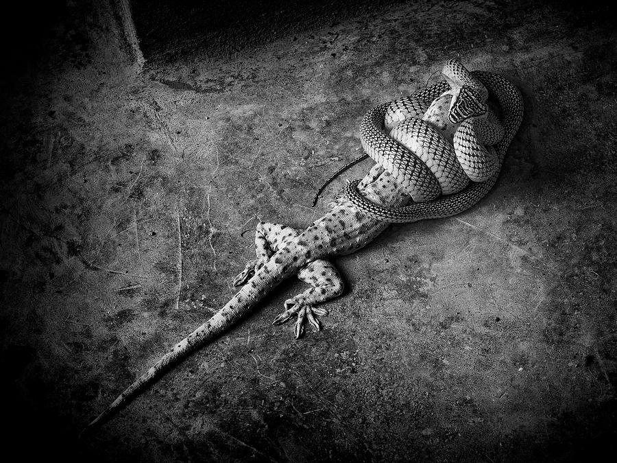 Snake Photograph - The End by Joerg Sannwald