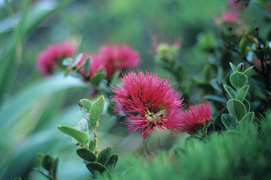 Nature Photograph - The Endemic Mountain Rose, Metrosideros Nervulosa, Lord Howe Island, Australia by Don Fuchs