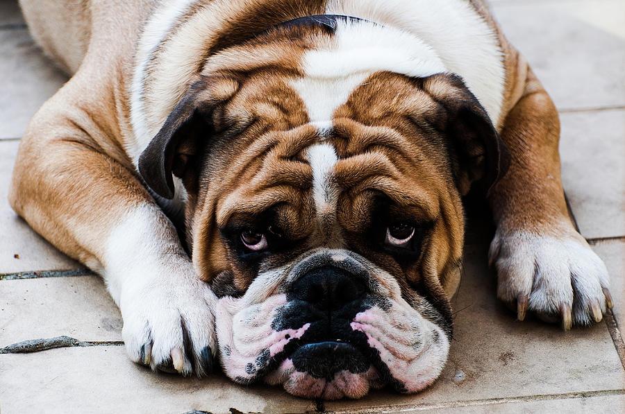 The English Bulldog Photograph by Romeo Banias