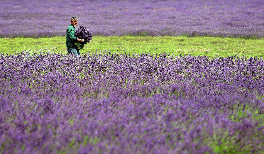 The English Lavender Harvest Photograph by Dan Kitwood