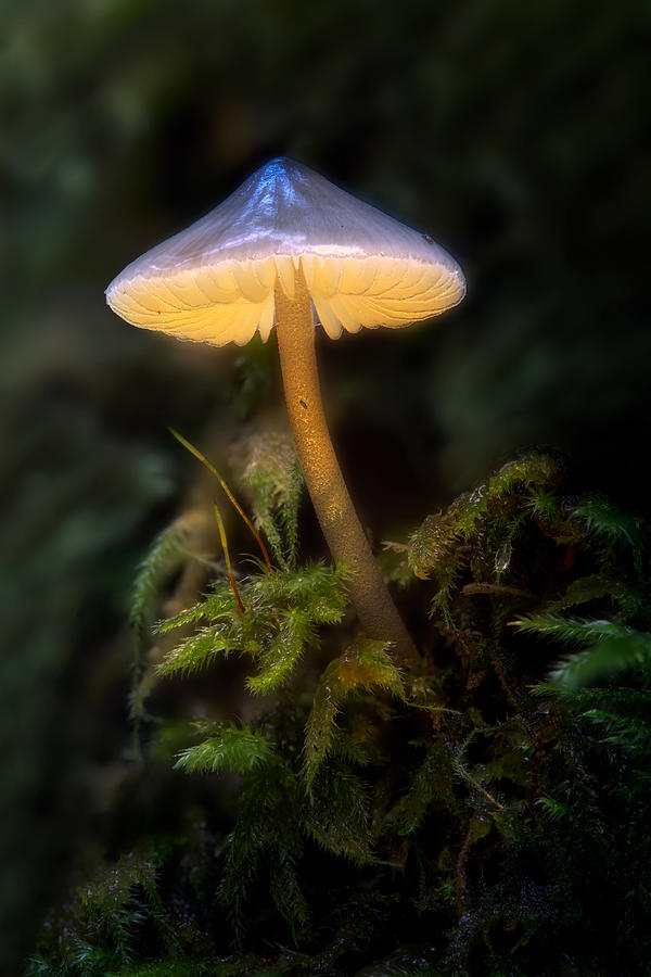 Mushroom Photograph - The Enlightened One by Lost In Woodlands