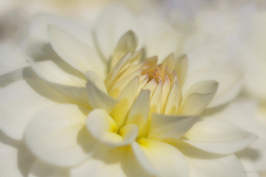 The Essence of a Dahlia by TL Wilson Photography Photograph by Teresa Wilson