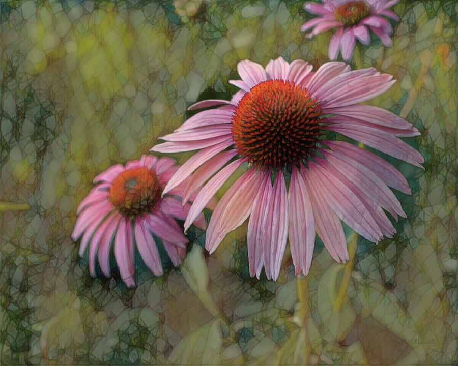The Ethereal Echinacea Digital Art by Dennis Lundell