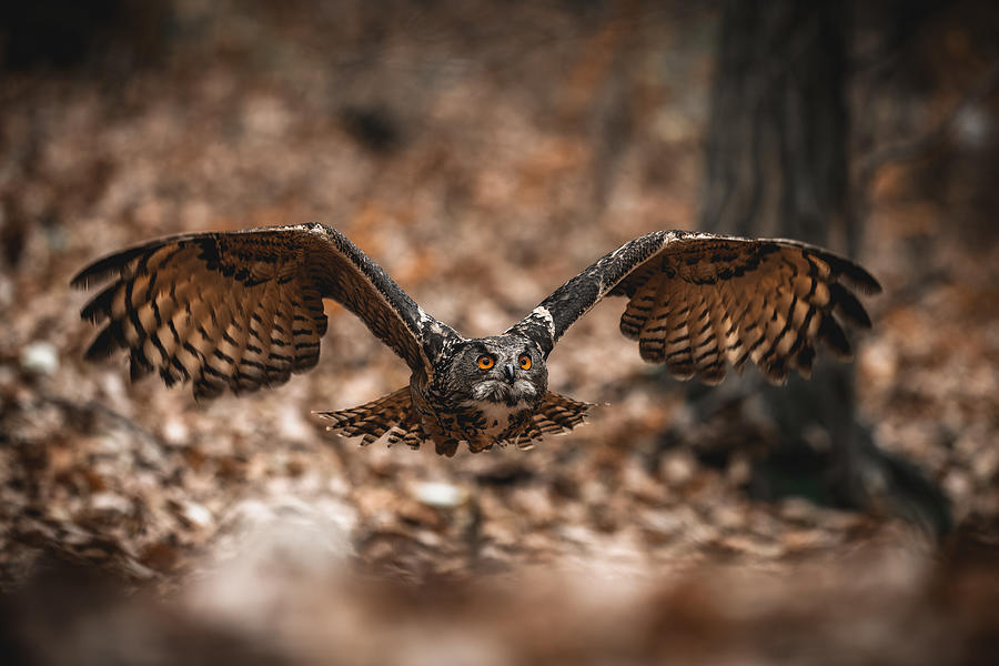The Eurasian Eagle-owl (bubo Bubo) Photograph by Jan Rozehnal