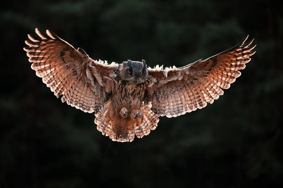 eurasian eagle owl flying