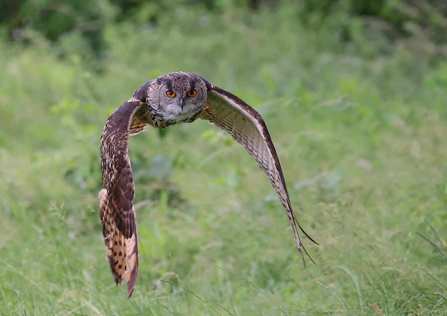 The European Eagle Owl Photograph by Natascha Worseling