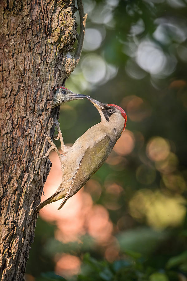 Bird Photograph - The European Green Woodpecker, Picus Viridis by Petr Simon
