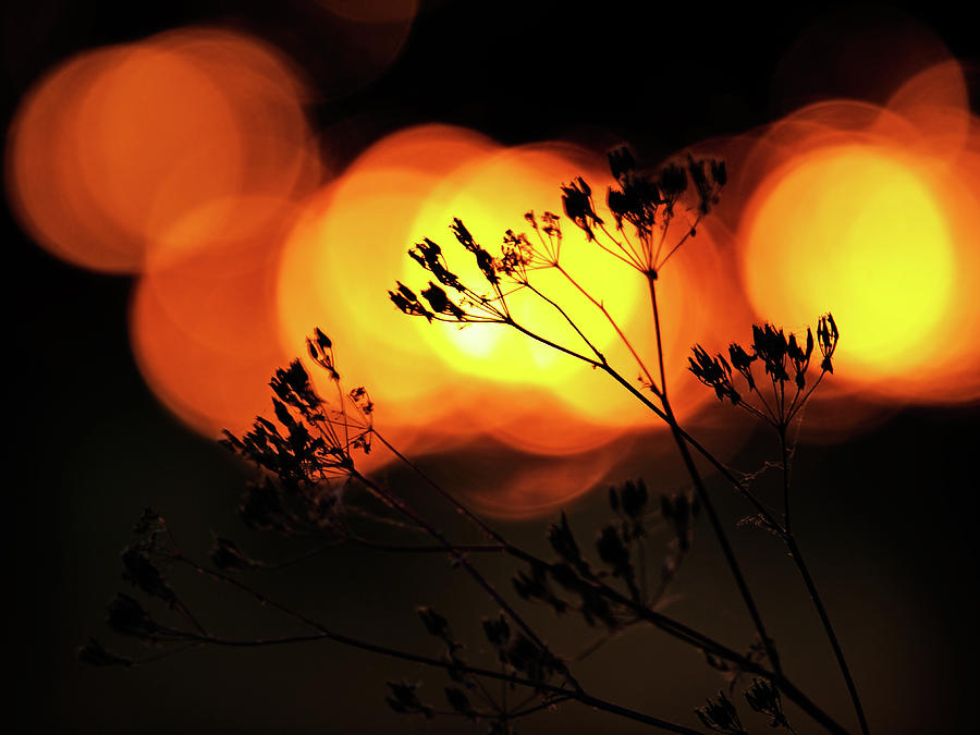 The Evening Light 1 Photograph by Jorg Becker