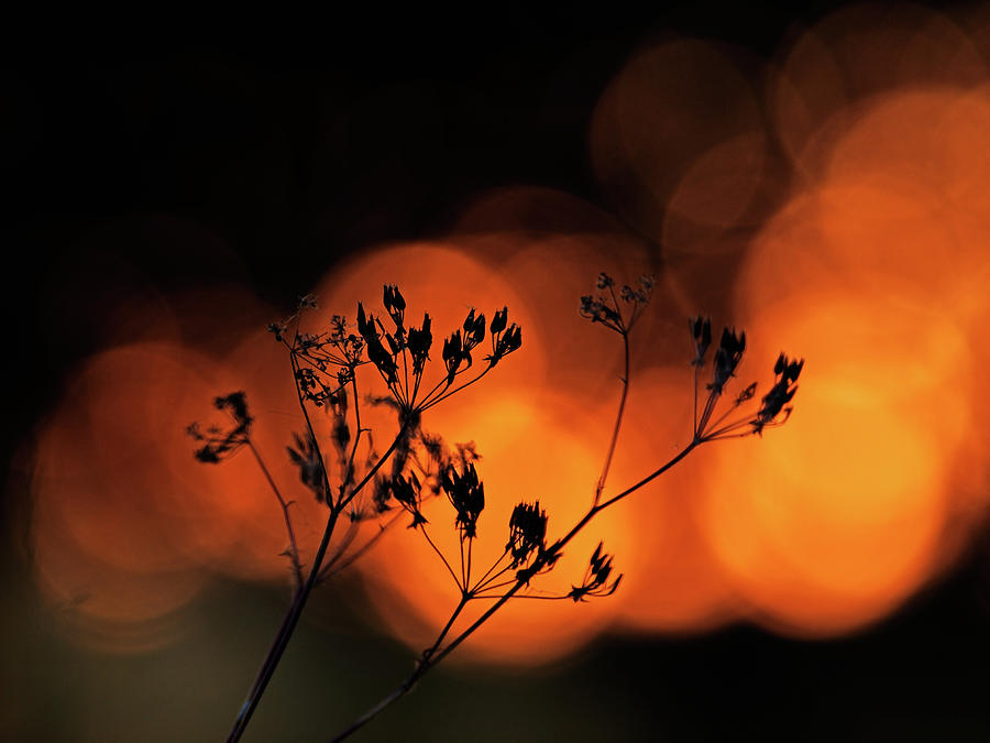 The Evening Light Photograph by Jorg Becker