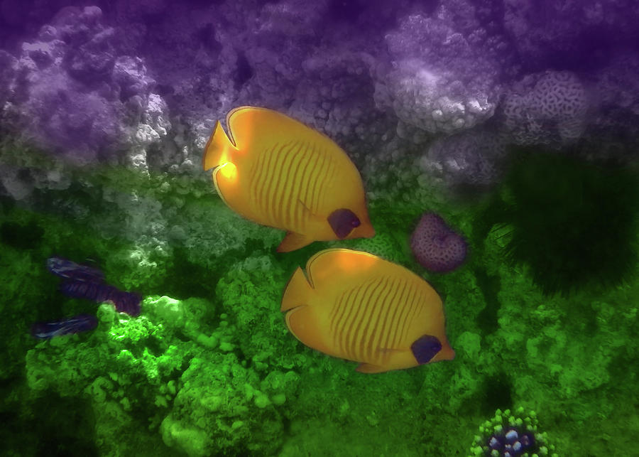 The Exotic Masked Butterflyfish Colorfully Photograph by Johanna Hurmerinta