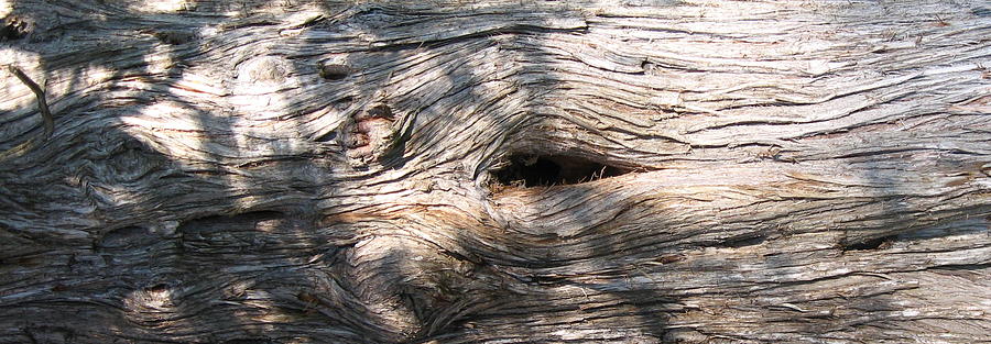 The Eye of Cedar Photograph by Richard Stanford