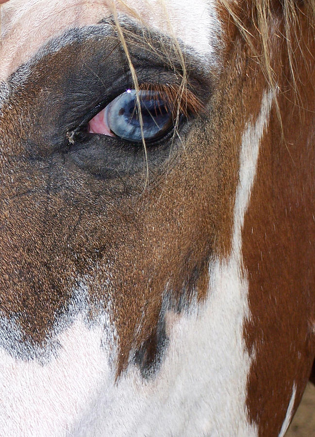 Barn Photograph - The Eye Of The Horse by Kelly Council Barn Photograph - The Eye Of The Horse by Kelly Council