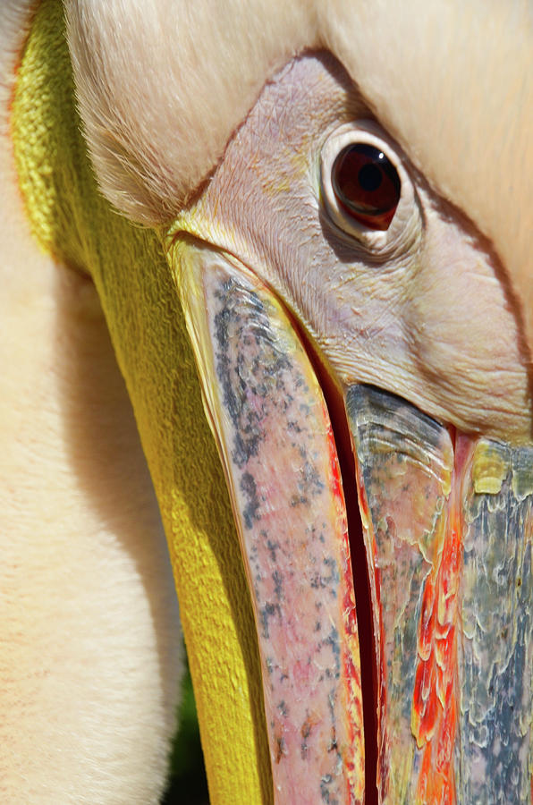 The Eye of the Pelican by Darren Weeks The Eye of the Pelican by Darren Weeks