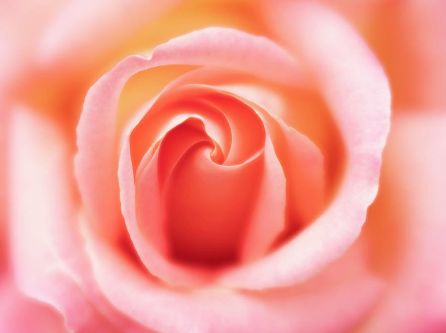 The Eye of the Rose Photograph by Forest Floor Photography