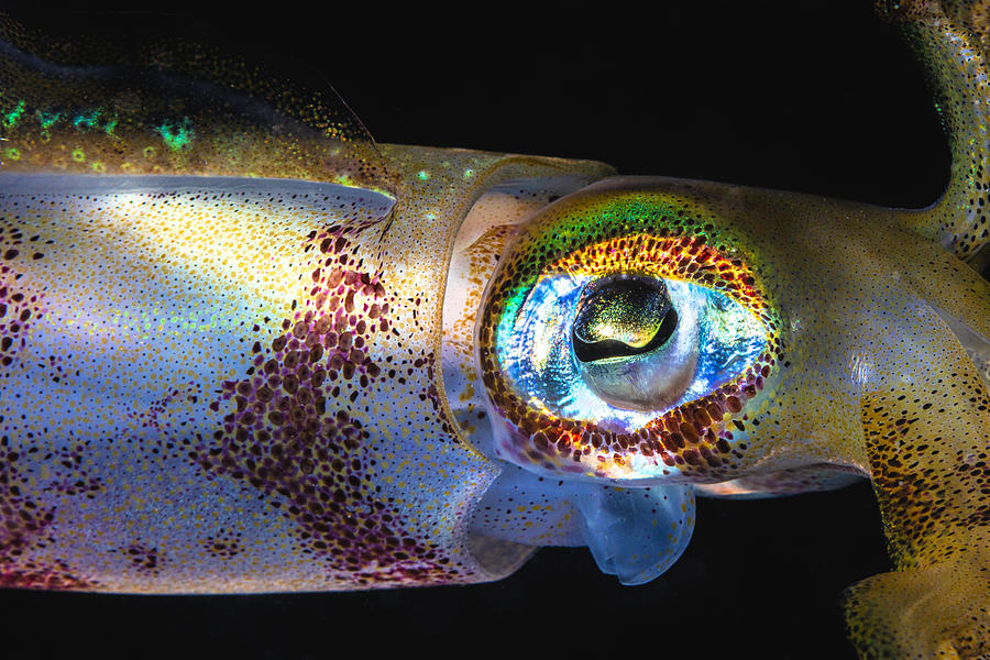 The Eye Of The Squid Photograph by Barathieu Gabriel