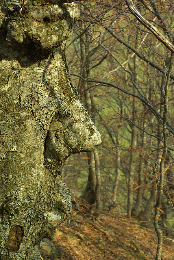 Natura Photograph - The Face Of The Tree by Simone Lucchesi