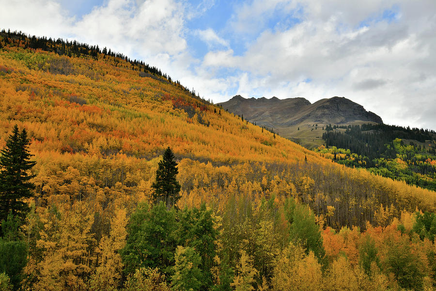The Fall Colors along Highway 550 in Colorado Photograph by Ray Mathis