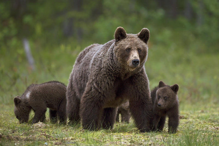 Bear Photograph - The Family Of The Wood by Marco Pozzi
