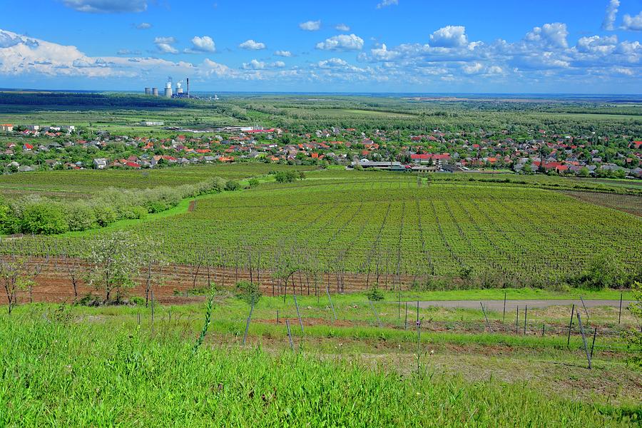 The Famous Hungarian Welschriesling Winegrowing Region Of Abasr Photograph by Zoltan Okolicsanyi