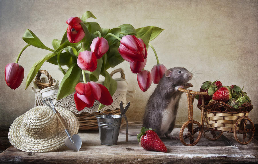 Tulip Photograph - The Farmer by Eleonora Grigorjeva