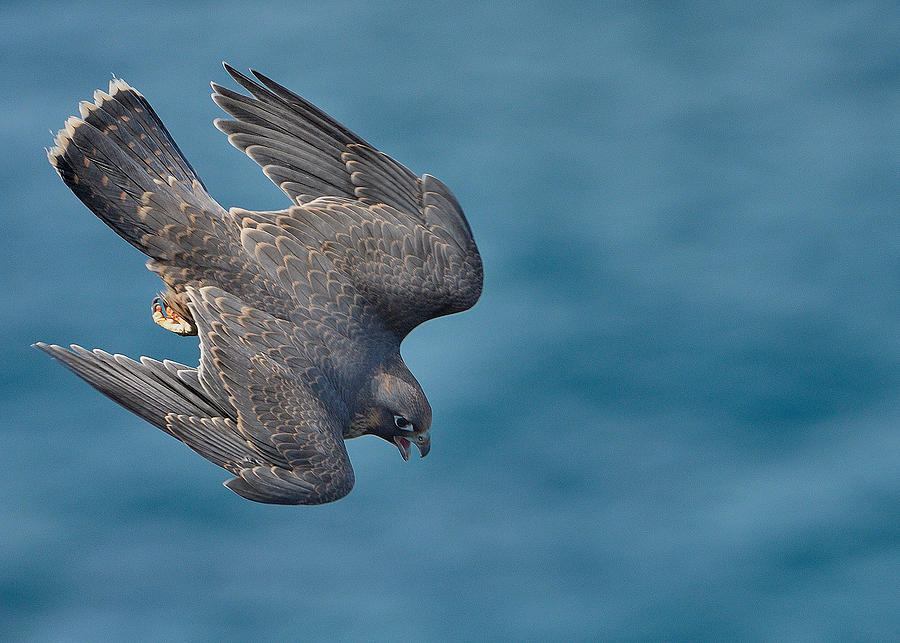 Falcon Photograph - The Fastest by Rayco Trujillo