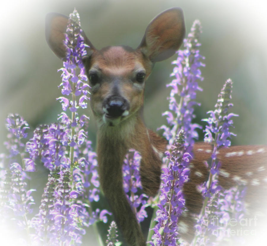 The Fawn And The Flowers Photograph by Barbara S Nickerson