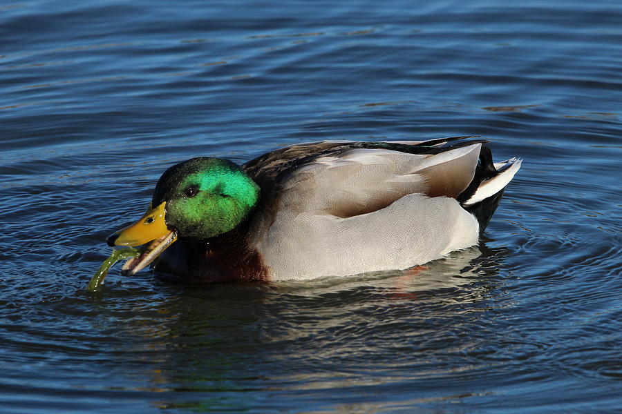 feeding mallards