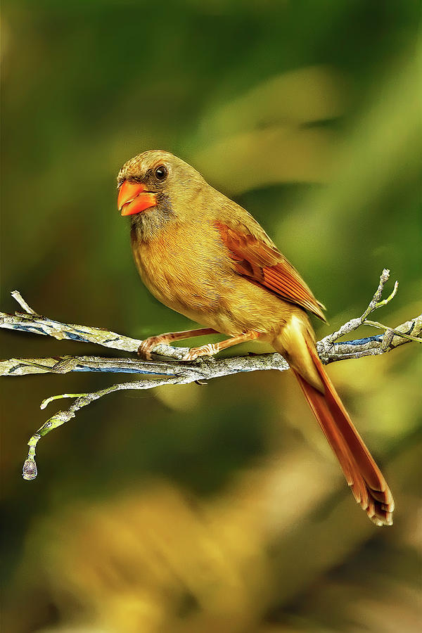The Female Cardinal Photograph by Kay Brewer