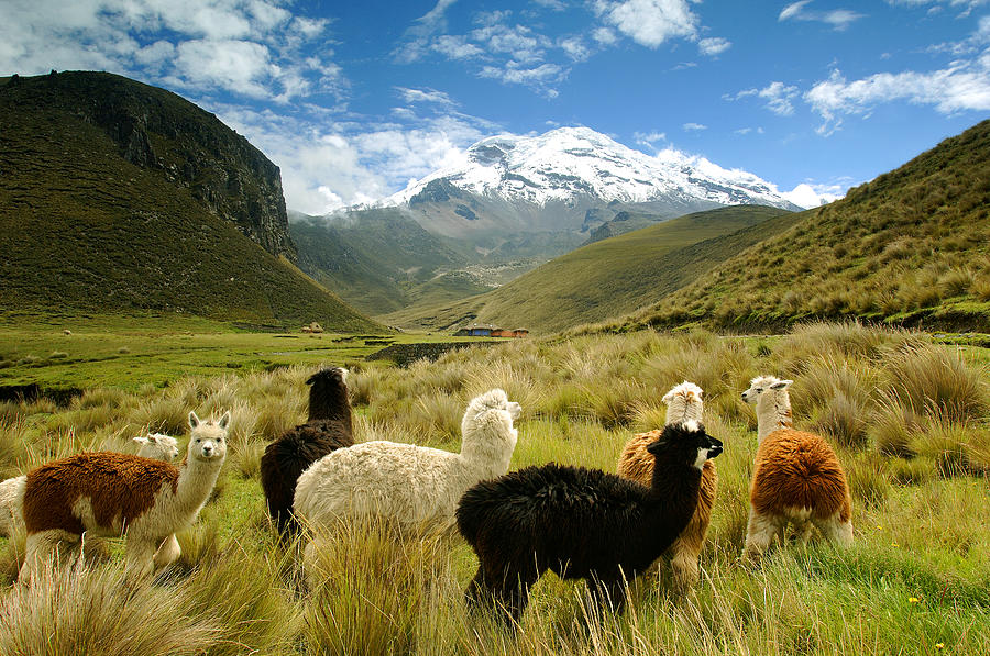 The Fields Near Chimborazo Volcano Photograph by Maremagnum