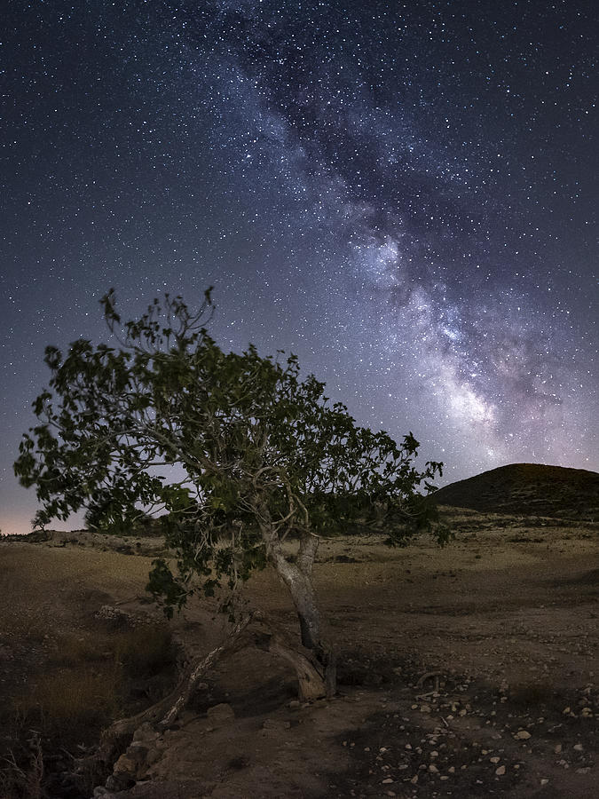 Night Photograph - The Fig Tree by Manuel Jose Guillen Abad