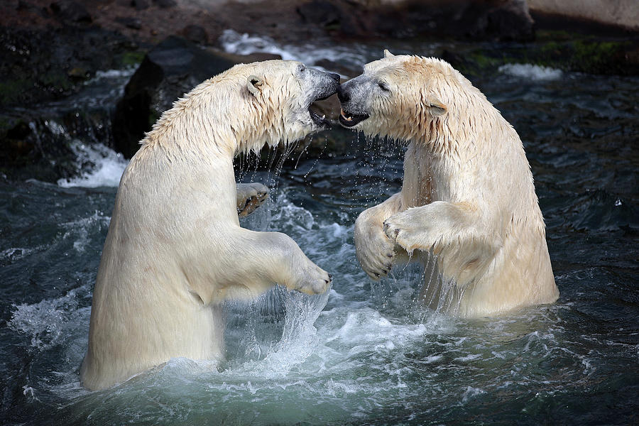 Polar Bear Photograph - The Fight by Antje Wenner-braun