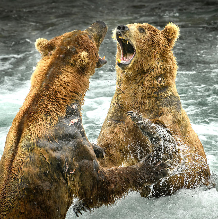 The Fight Photograph by Hung Tsui