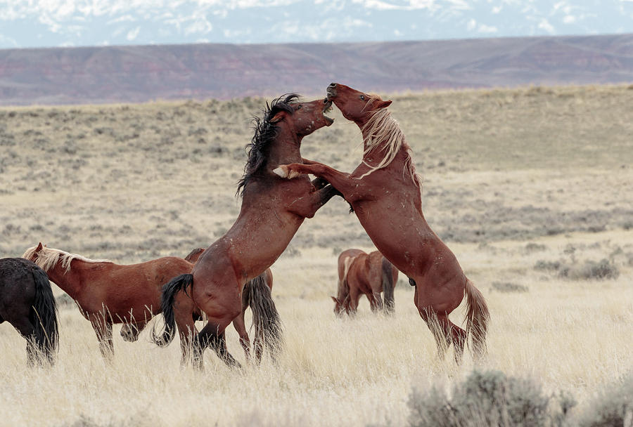 The fight Photograph by Ronnie And Frances Howard